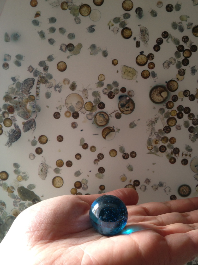 One blue marble rests on an upturned palm in front of a photographic print of 'One Cubic Foot of Sea Water' by David Liittschwager.